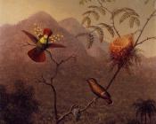 Tufted Coquette - 马丁·约翰逊·赫德